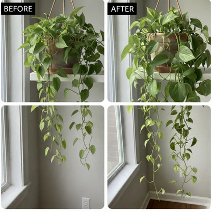 Natural Houseplant Food