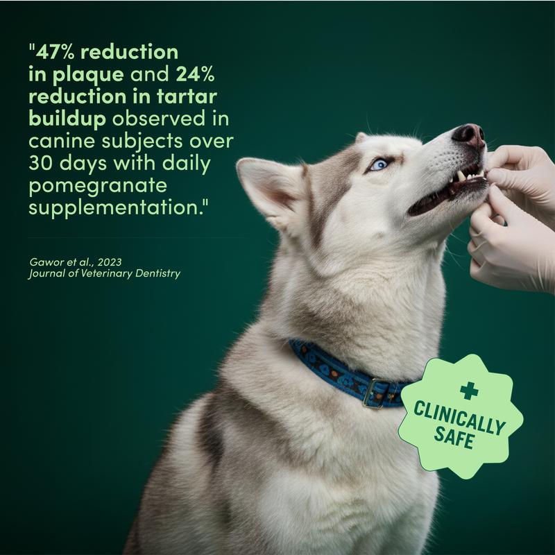 Breath Buddy Dental Powder